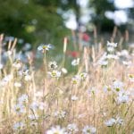Oxe eye daisies. Less is more