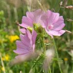 Wild Mallow copes so well with dry conditions