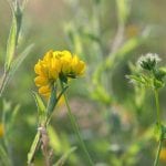 Yellow trefoil