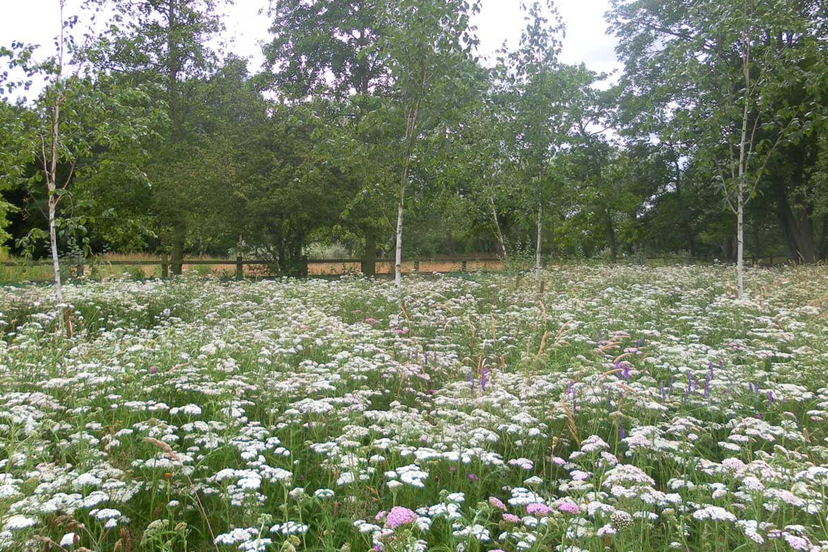 Water Meadow