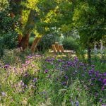 Knapweed
