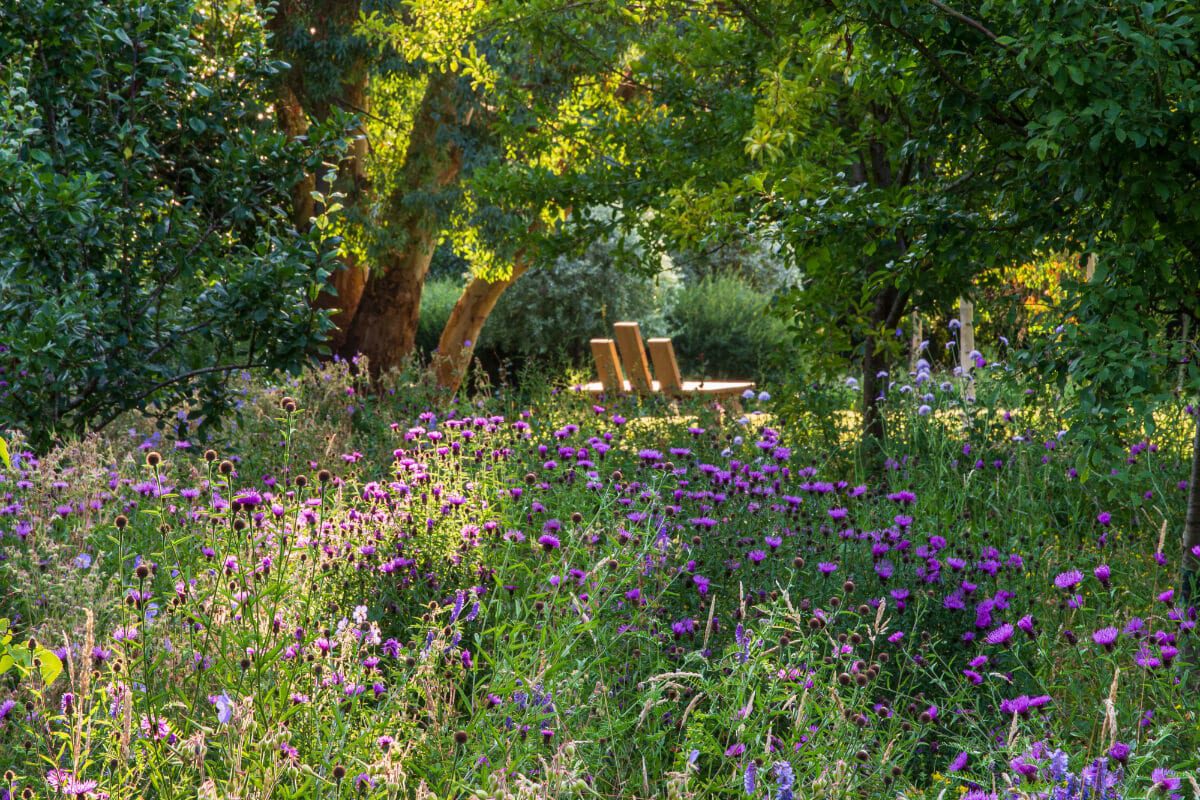 Knapweed