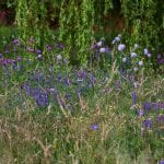 Purples and Violets