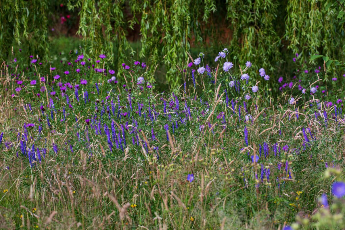 Purples and Violets