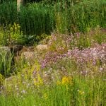 Scabiosa and lady's bedstraw