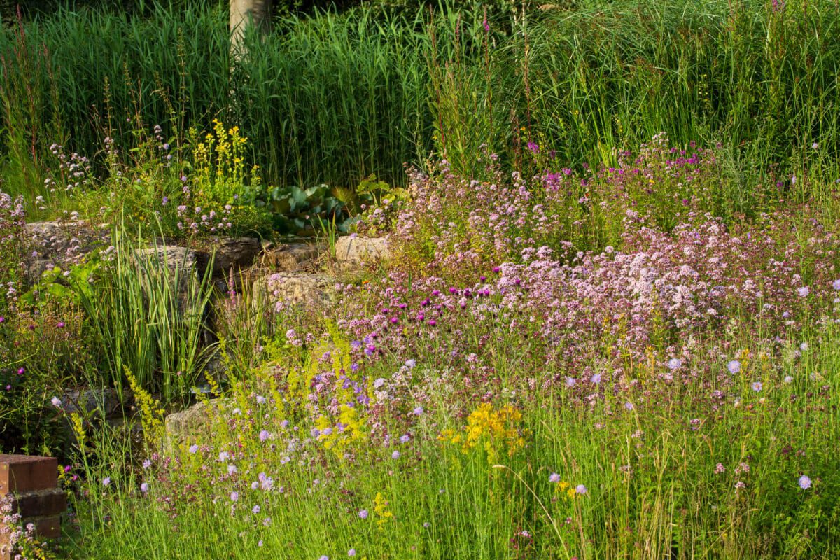 Scabiosa and lady's bedstraw