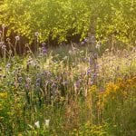 Scabiosa, lady bedstraw and Thymes