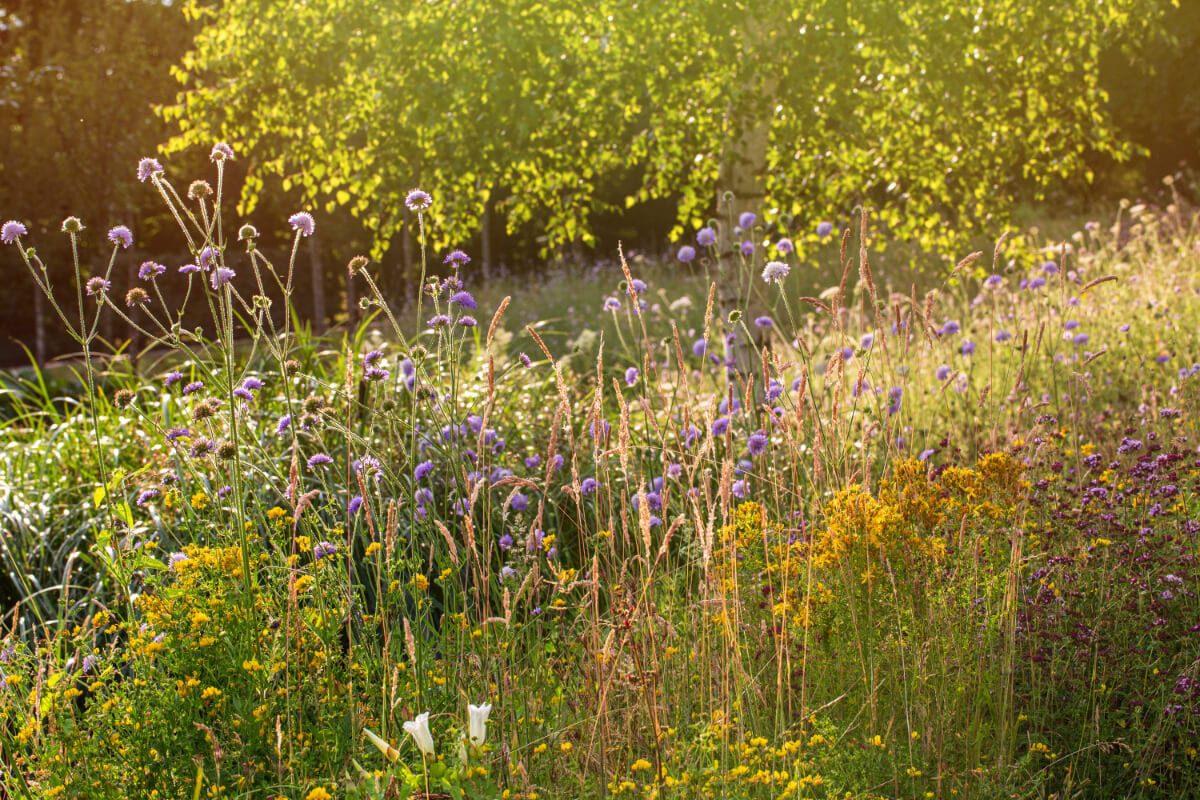Scabiosa, lady bedstraw and Thymes