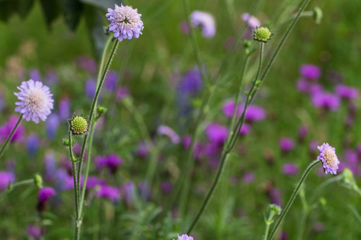 Chiltern Estate Meadows