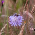 Scabiosa