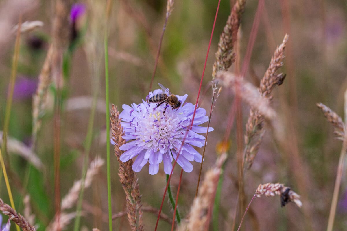 Scabiosa