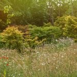 Yarrows and poppies anchoring Acers