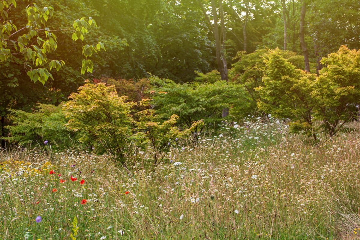 Yarrows and poppies anchoring Acers