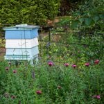 for the bees