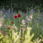 Geums and Vipers bugloss