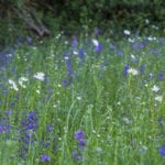 Oxe eye daisies and Vipers bugloss