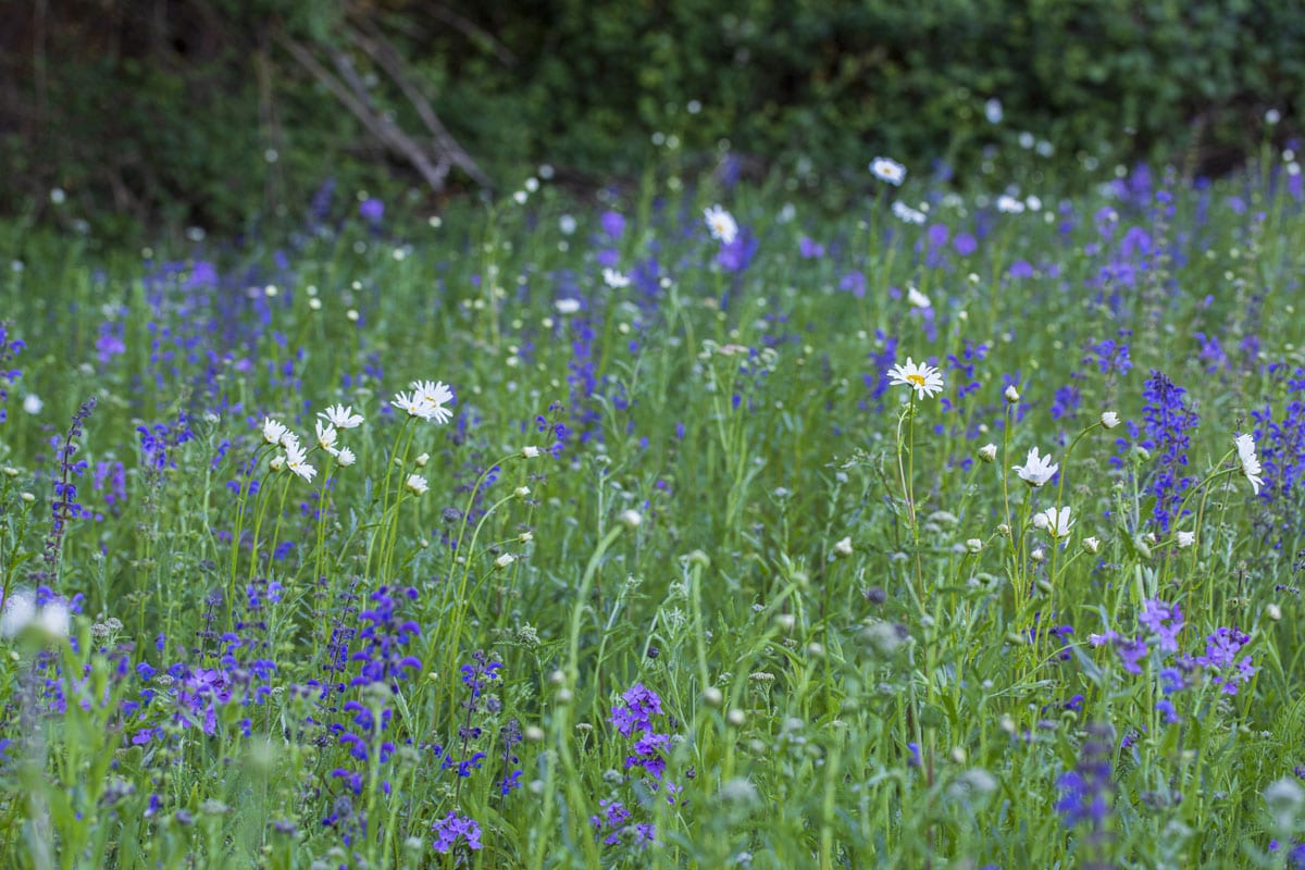 Oxe eye daisies and Vipers bugloss