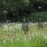 Dianthus carthusianorum just showing off amongst the Yarrow