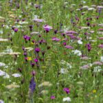 dianthus carthusianorum showing off with the yarrow