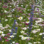 Vipers bugloss, yarrow and oxe daisies