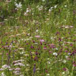 Dianthus, Yarrow and Achilleas