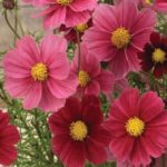 Aubergine Cosmos bipinnatus ‘Sensation’