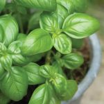 Basil Basil
