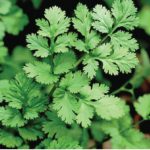 Coriander Coriander