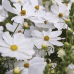 Cosmos ‘Purity’ Cosmos ‘Purity'
