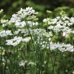 Orlaya grandiflora (White Lace Flower) Orlaya grandiflora (White Lace Flower)