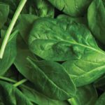 Spinach Spinach