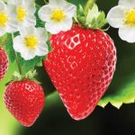 Strawberries Strawberries